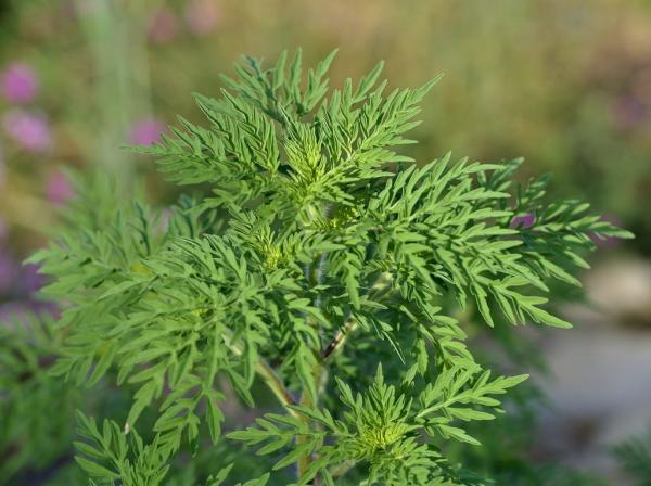 Présence d'ambroisie à feuilles d'armoise dans le Grand Est