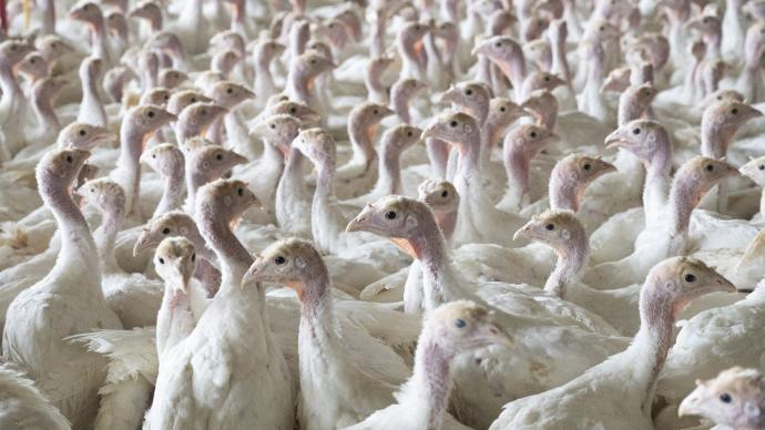 Point sur la situation relatif à l'influenza aviaire