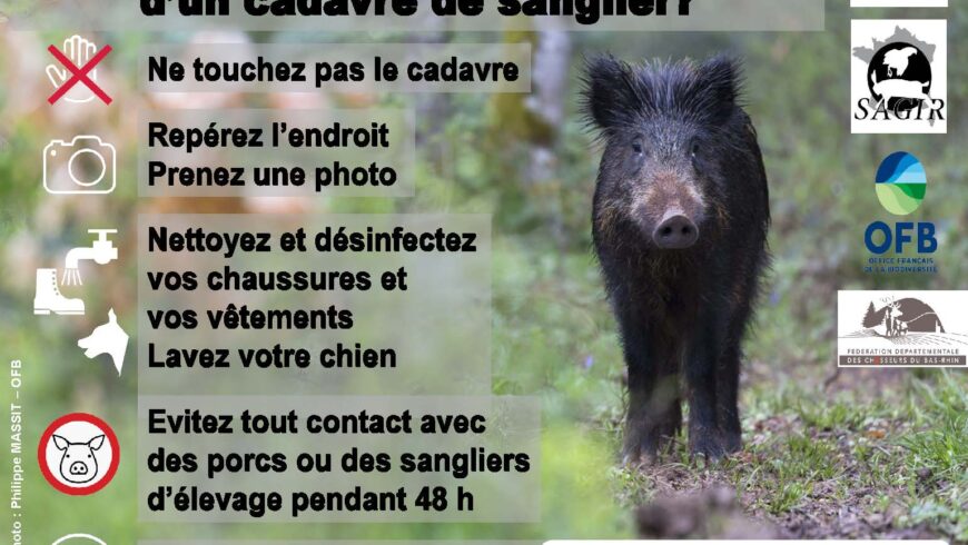 Vigilance Peste Porcine Africaine (PPA)