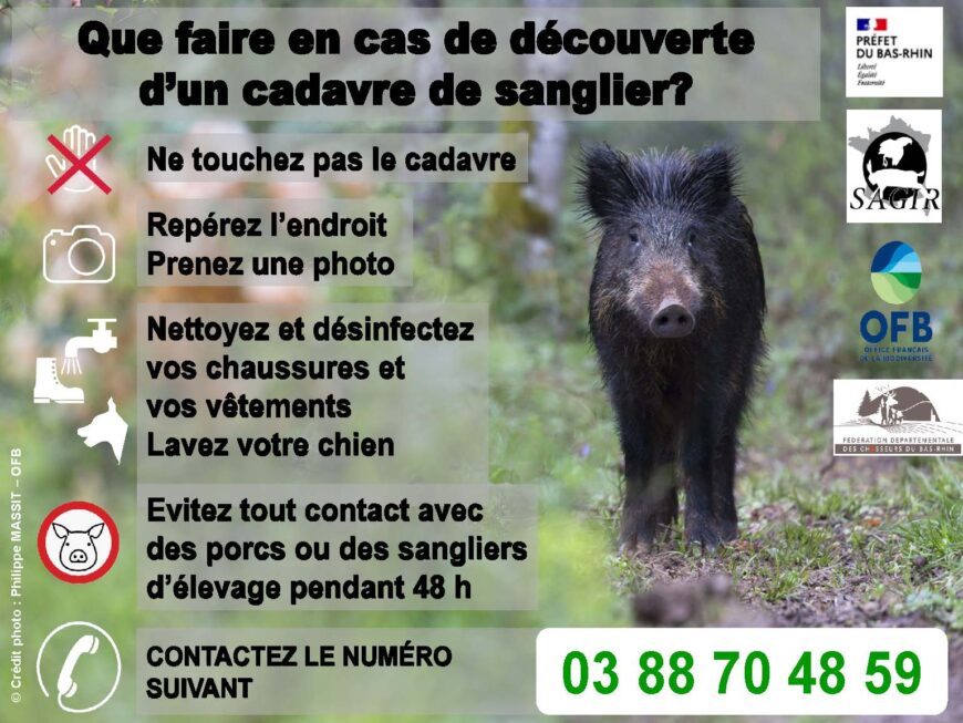 Vigilance Peste Porcine Africaine (PPA)